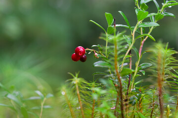 Red and white cranberry berries ripen on a Bush in the forest close up