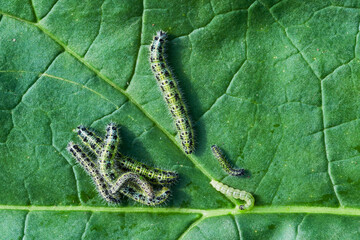 Several butterfly caterpillars on a green leaf close-up, Garden and garden pest