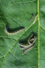 Several butterfly caterpillars on a green leaf close-up, Garden and garden pest