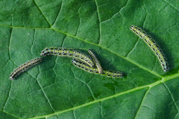 Several butterfly caterpillars on a green leaf close-up, Garden and garden pest