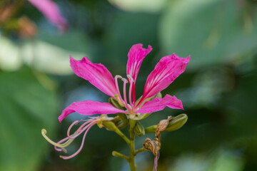 Bauhina flower on a sunny day