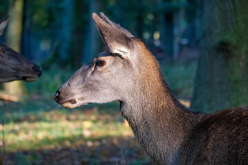 Obraz premium Hochwildpark Rheinland