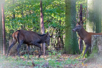 Hochwildpark Rheinland