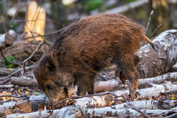 Hochwildpark Rheinland