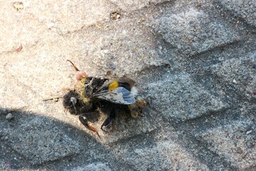 Crushed insect lying on the pavement

