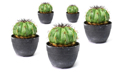 cactus in a pot isolated