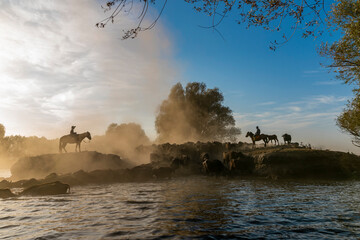 Fototapeta premium wild buffalos and horses in lake 