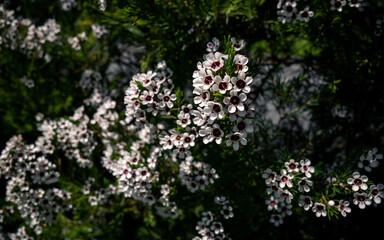 flowers in the garden