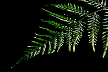 fern leaf isolated on black