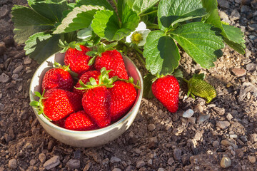 strawberry plant with freshly picked ripe strawberries in porcelain bowl and copy space