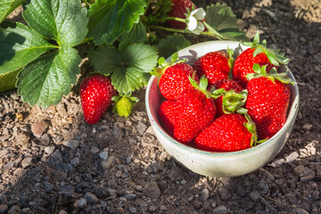 freshly picked ripe strawberries with strawberry plant growing in organic garden