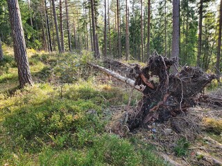 tree with roots lying in the forest - Strømsdammen