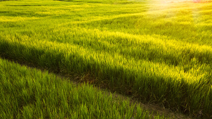 Obraz na płótnie Canvas Top view bird's eye aerial drone, Panorama landscape Green rice field.
