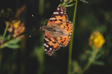 butterfly on a flower