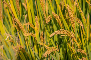 Close view of yellow and mature rice field in autumn time.