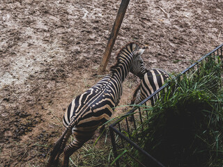 Close up to the beautiful black and white strips zebra follow one another in the safari zoo...