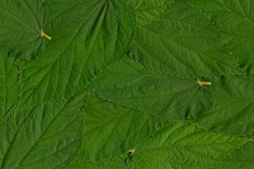 Close-up of leaves using a scanner
