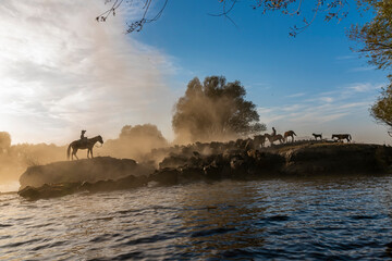 wild buffalos and horses in lake 