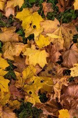 Naklejka na ściany i meble Yellow and orange autumn leaves in fall park.