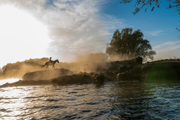 wild buffalos and horses in lake 