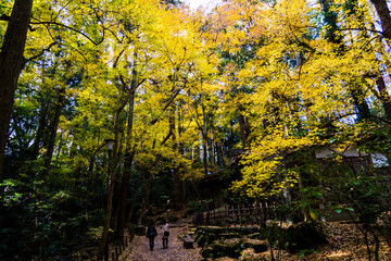 Obraz premium 成田山公園 紅葉