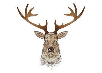 stolzer Hirsch Kopf mit prächtigem Geweih
