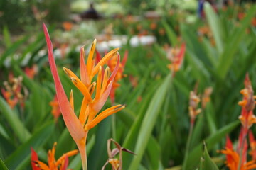 orange flower in the garden