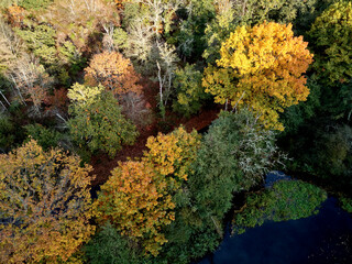 Vue aérienne de la forêt et d’un étang à l’automne.