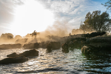 wild buffalos and horses in lake 