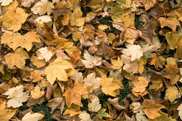 a forest floor is covered with yellow leaves in autumn