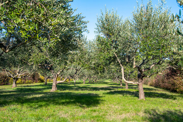 ZADAR, CROATIA, 25.10.2020. Olive trees in Dalmatia just before harvest. Mediterranean landscape.