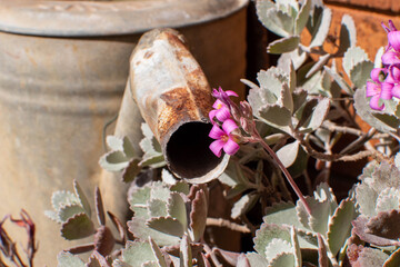 Rusty Old Watering Can with Silver Leaved Pink Kalanchoe Flower