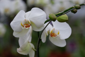 Bunga Anggrek Bulan Putih , Close up view of beautiful white phalaenopsis amabilis / moth orchids...