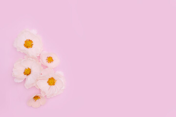 Fototapeta na wymiar White flowers on pink background. Cute summer/spring background. Adorable floral backdrop.