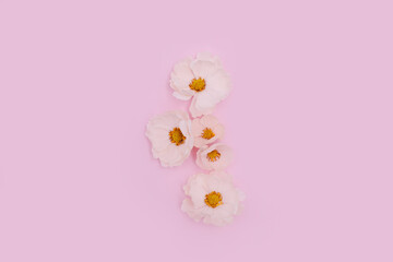 Fototapeta na wymiar White flowers on pink background. Cute summer/spring background. Adorable floral backdrop.