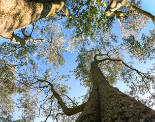 ZADAR, CROATIA, 25.10.2020. Olive trees in Dalmatia just before harvest. View from the ground. Mediterranean landscape.