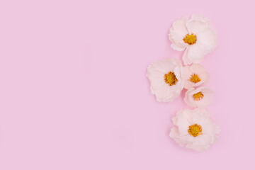 White flowers on pink background. Cute summer/spring background. Adorable floral backdrop.