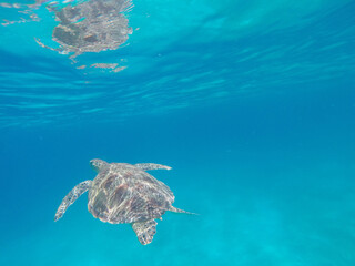Sea turtle in sea water, top view