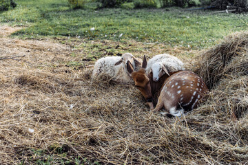 spotted deer goats goatling sheep on the farm lie in the hayloft