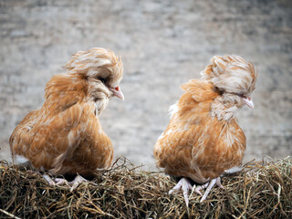 Rare exotic hens with large plumes on their heads