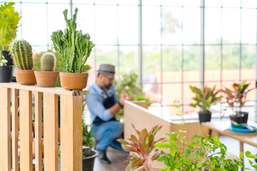 Plant pot, An elderly man handsome have mustache wearing glasses is happy with tree care and decoration. It is a hobby of home gardening, living happily after retirement