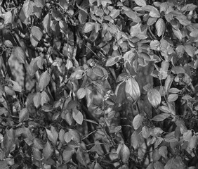 black and white background with foliage