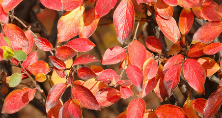autumn background with red leaves