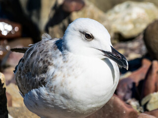 Lonely seagull  by the sea