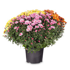 Bunch of pink, orange and yellow chrysanthemum