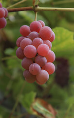 Ripe pink grape variety.
