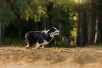 Naklejka na ściany i meble dog runs. An active pet on the beach. Tricolor australian shepherd movement