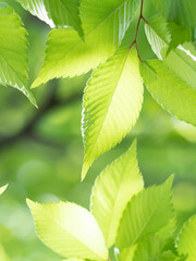 新緑のケヤキの葉