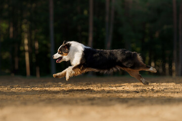 dog runs. An active pet on the beach. Tricolor australian shepherd movement