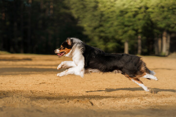 dog runs. An active pet on the beach. Tricolor australian shepherd movement